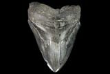 Fossil Megalodon Tooth - Massive Tooth #109141-1